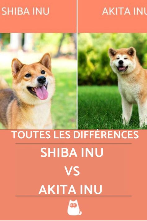 Akita Inu, Shiba Inu, Nutrition, Dogs, Animals