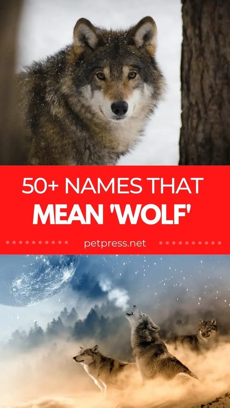 Do you know names that mean ‘wolf’? You will after reading this post! There are over 50 names from different languages to choose from. Wolf Pack Name Generator, Wolf Names And Meanings, Werewolf Names Boy, Wolf Names Ideas, Therian Name Ideas, Names Meaning Wolf, Norse Names And Meanings, Names That Mean Wolf, Wolf Names