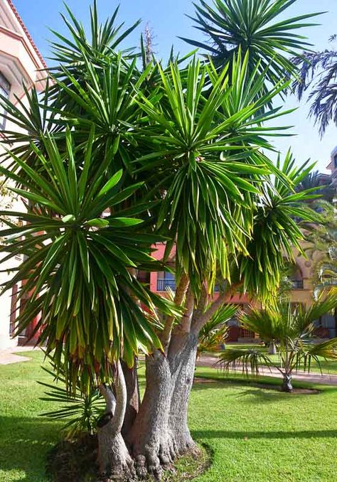 The tallest of the Yuccas, Yucca elephantipes (Spineless Yucca) is a large, upright succulent shrub or small tree boasting several sparsely branched trunks that thicken over time and resemble an elephant's foot. They are topped by spiral rosettes of sword-shaped, blue-green leaves that may reach 4 ft. on mature plants. The stiff, leathery, evergreen leaves are smooth and spineless, hence the common name. In summer, mature plants produce a flowering stalk, up to 3 ft. long (90 cm), that rises wel Spineless Yucca, Tropical Mediterranean, Delosperma Cooperi, Yucca Tree, Plant Palette, Dramatic Landscape, Broadleaf Evergreen, Yucca Plant, Hummingbird Garden