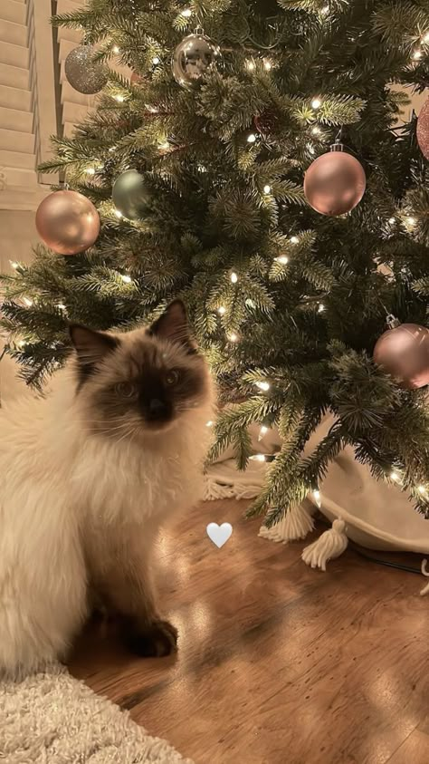 Cat Christmas Wallpaper, Dog Christmas Pictures, Merry Christmas Cat, Iphone Wallpaper Winter, Christmas Dreaming, Christmas Aesthetic Wallpaper, Xmas Wallpaper, Christmas Memes, Cat Holidays