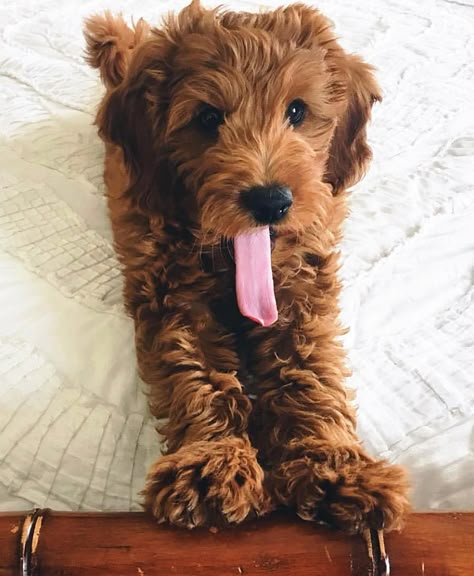 Utah Mini Goldendoodle Cooper canyon mini doodles. Can’t find a price. They’re in southern Utah. Mini Goldendoodle Puppies, Dogs Pictures, Goldendoodle Puppies, Golden Doodles, Doodle Puppy, Mini Goldendoodle, Goldendoodle Puppy, Cute Little Puppies, Doodle Dog