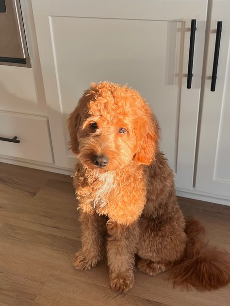 Golden Doodle Puppy Aesthetic, Mini Golden Doodle Full Grown, Goldendoodle Aesthetic, Mini Goldendoodle Aesthetic, Mini Red Goldendoodle, Dog Golden Doodle, Red Mini Goldendoodle Puppy, Medium Goldendoodle, Red Goldendoodle Full Grown