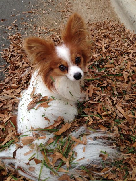 Looks like my Moxy! Papillion Puppies, Papillon Dog Puppy, Papillon Puppy, Dog Anatomy, Papillon Dog, Big Butterfly, Dog Area, Puppies And Kitties, Pretty Dogs