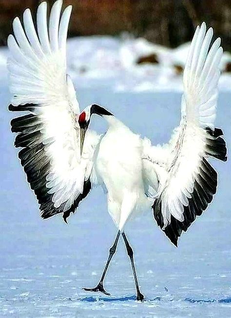 Crane Bird, Airbrush Art, White Bird, Exotic Birds, Arte Animal, Pretty Birds, Colorful Birds, Bird Photography, Animal Planet