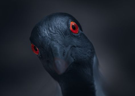 Eyes Art, Bird Photos, Black Crane, Bird Photo, Bird Photography, Eye Art, Red Eyes, Story Ideas, Birds