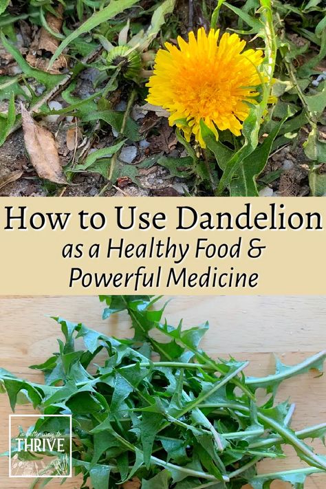 Harvesting Dandelion Flower, How To Harvest Dandelion, How To Harvest Dandelion Root, How To Dry Dandelions For Tea, How To Use Dandelion Flowers, Dandelion Stem Uses, Roasted Dandelion Root Tea Recipes, What To Do With Dandelions, Dandelion Root Recipes