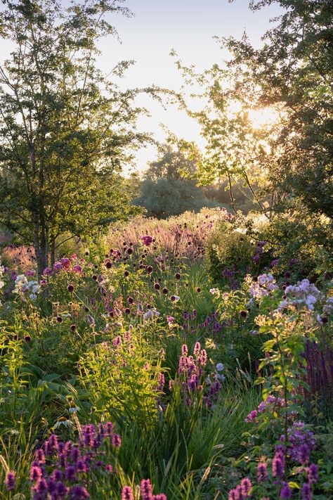 Cambridgeshire Garden | A modern English country garden English Landscape Garden, Modern English Country, Cozy Garden, English Country Garden, Trees And Flowers, Meadow Garden, Aesthetic Garden, Tranquil Retreat, English Cottage Garden