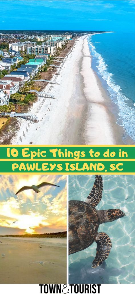 Myrtle Beach Photography, Pawleys Island South Carolina, Myrtle Beach Trip, Loggerhead Turtle, Fun Places To Visit, Pawleys Island Sc, South Carolina Vacation, South Carolina Travel, Road Trip Places