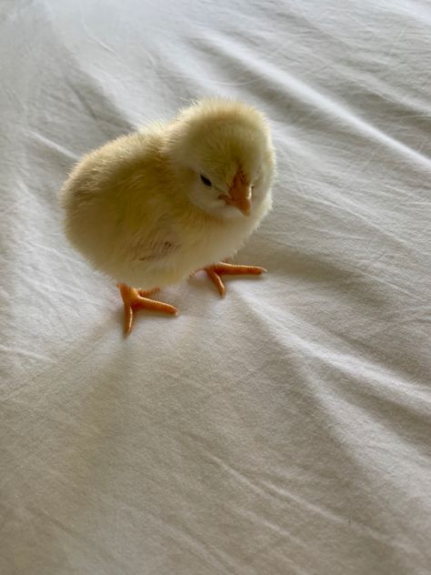 Baby chicken chick cute