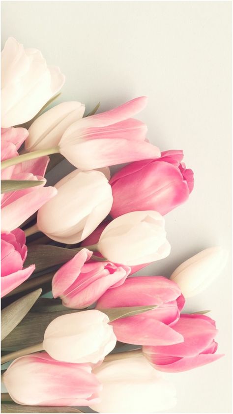 Frühling Wallpaper, Trendy Flowers, Deco Floral, Garden Care, Flower Phone Wallpaper, Tulips Flowers, Flower Backgrounds, Beautiful Blooms, Flowers Nature