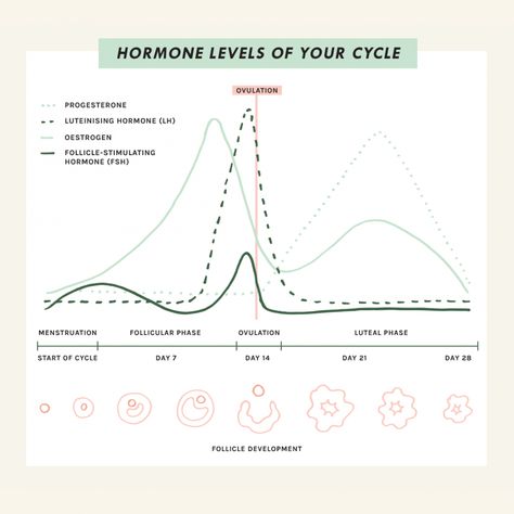 Womens Cycle Chart, Morning Wellness Routine, Hormone Cycle, Lunar Living, Flo Living, Period Health, Cycle Tracking, Menstruation Cycle, Menstrual Cycle Phases