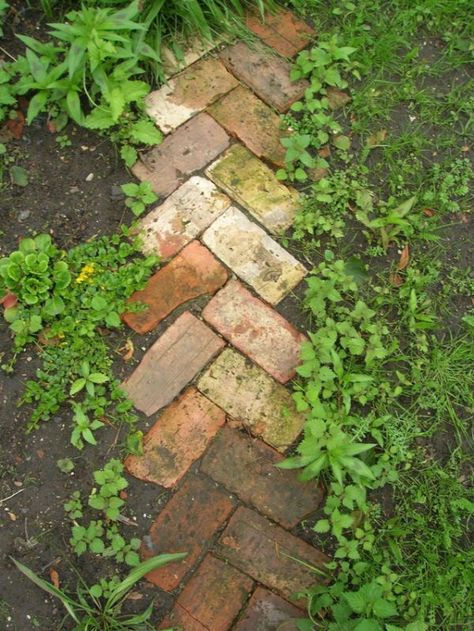 Simple walkway idea, reusing old bricks. Could also be used as a border. Do this when we redo the front planters Brick Path, نباتات منزلية, Garden Walkway, Recycled Garden, Have Inspiration, Garden Pathway, Garden Edging, Garden Path, Garden Borders