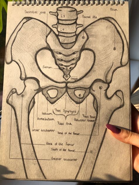 Anatomy Diagrams Study, Skeleton Parts Drawing, Medical Anatomy Drawing, Alveoli Drawing, Anatomy Drawing Bones, Art Studies Anatomy, Cute Medical Drawings, Medical Drawings Anatomy, Sports Medicine Notes