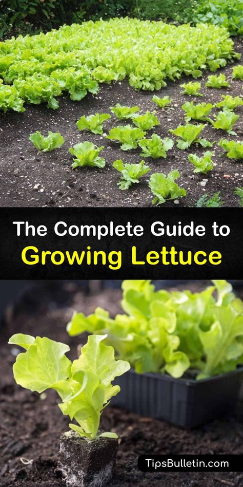 How To Plant Lettuce, Gardening Binder, When To Plant Lettuce, Lettuce Table, Harvest Lettuce, Plant Lettuce, Lettuce Garden, Lettuce Growing, How To Grow Lettuce