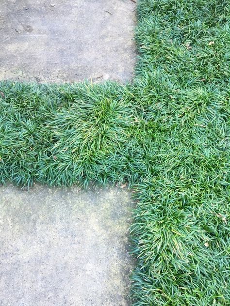 How to pick ground covers between pavers!! Here, mondo grass nicely resembles a green Flokati rug. Photograph by Kier Holmes. via gardenista Pavers And Grass Patio, Lawn Paver Ideas, Paver Grass Walkway, Grass In Between Pavers, What To Plant Between Pavers, Mondo Grass Between Pavers, Mondo Grass Pavers, Pavers And Grass Backyard, Paver Patio With Grass In Between