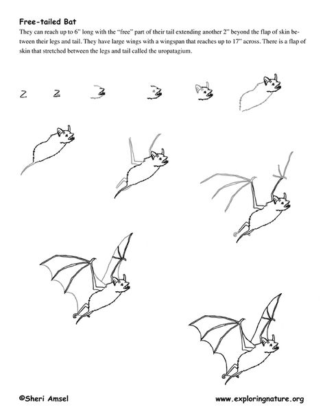 Bat (Mexican Free-tailed) Drawing Lesson How To Draw A Bat Step By Step Easy, Mexican Free Tailed Bat, Drawing Bats, Bat Sketch, Bat Clip Art, Draw A Bat, Fox Sketch, Classroom Art Projects, Drawing Lesson