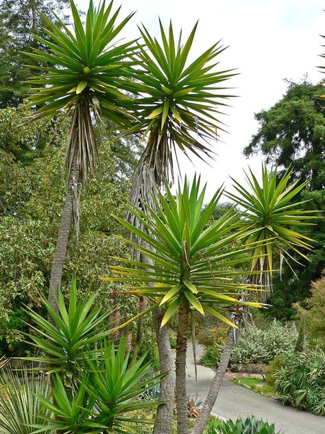 Yucca aloifolia (Spanish Bayonet)  #yucca #succulentopedia #succulents #CactiAndSucculents #succulent #SucculentPlant #SucculentPlants #SucculentCollection #SucculentGarden #DesertPlants Yucca Aloifolia, Yucca Tree, Yucca Plant, Agaves, Container Garden, Evergreen Shrubs, Cactus Garden, Large Plants, Growing Tree