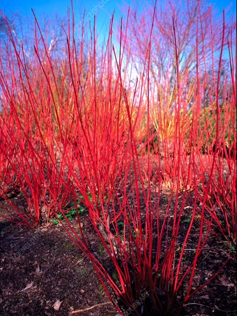 Cornus alba sibirica. - Stock Image - B804/2353 - Science Photo Library Cornus Alba Sibirica, Structural Planting, Willow Structures, Cornus Alba, Landscaping Around Trees, Plants For Shade, Bog Garden, Winter Gardens, Meadow Garden