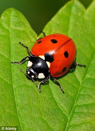 A gentle ladybird can make enough of an impression on the sensitive skin Ladybug Animal, Ladybug Nails, Yellow Ladybug, Lady Beetle, Ladybug Art, Cool Bugs, Beautiful Bugs, Insect Art, 수채화 그림