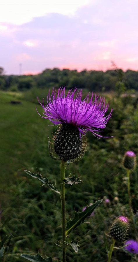 Thistle Flower Aesthetic, Thistle Wallpaper Iphone, Flowers Of Scotland, Scottish Thistle Wallpaper, Scottish Plants, Thistle Aesthetic, Texas Thistle, Thistle Photography, Scottish Thistle Art