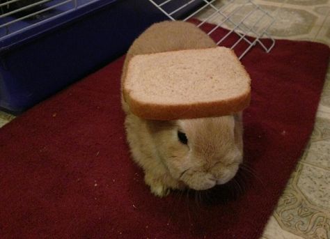 Bread on a rabbit from a twitter dedicated to putting stuff on this little guy. Bread, furbee, Pocahontas, ect Bunny Pancake, Tiny Baby Animals, Bunny Pancakes, Cute Bunny Pictures, Love Bunnies, Bun Bun, Bunny Pictures, Pet Bunny, Silly Animals