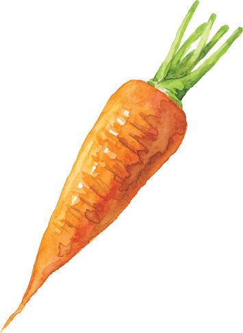 Carrots Illustration, Carrots Drawing, Carrot Sketch, Carrot Painting, Carrot Watercolor, Painting Vegetables, Drawing Vegetables, Carrot Illustration, Vegetables Drawing