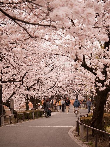 Tokyo, Japan  Thankyou to Kimura-San (RIP) who took me to see the Sakura blossoms in the park. Prom Committee, Tokyo Picture, Natural Wallpaper, Ueno Park, Dreamy Places, Monte Fuji, Japan Sakura, Cherry Blossom Trees, Sakura Art