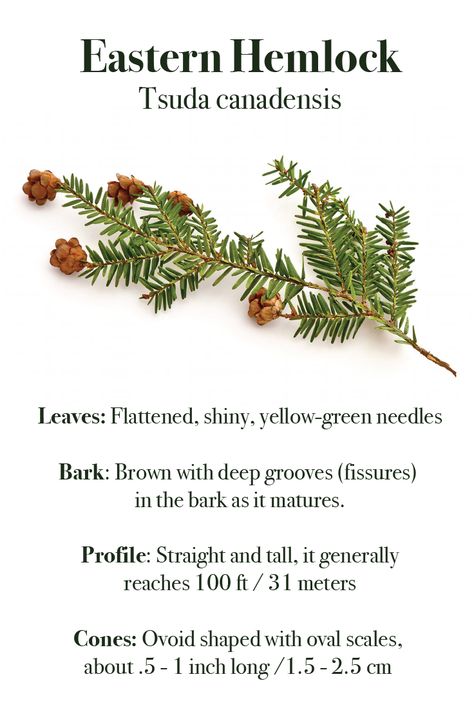 Eastern Hemlock Tattoo, Pennsylvania Trees, Eastern Hemlock Tree, Hemlock Tattoo, Tree Bark Identification, Calm Essential Oil Blend, Tree Leaf Identification, Tsuga Canadensis, Eastern Hemlock