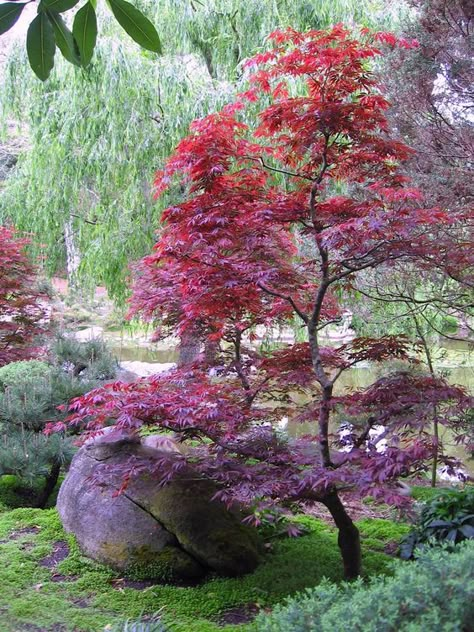 Douglas Maple Tree, Japanese Xeriscape, Emperor 1 Japanese Maple, Velvet Viking Japanese Maple, Japanese Maples In Landscape, Acer Trees Garden, Potted Japanese Maple Tree, Japanese Maple Tree Landscape Front Yards Flower Beds, Japanese Maple Landscaping