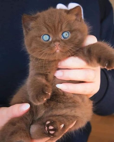 Brown Cats, British Shorthair Kittens, Cute Small Animals, Cute Little Kittens, Gorgeous Cats, Cute Cats Photos, Brown Cat, Cute Animals Images, Pretty Animals