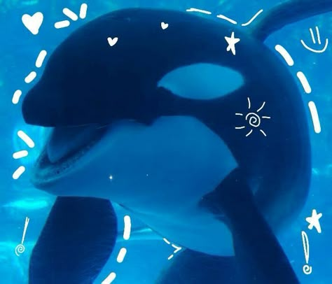 Silly Sea Creatures, Orca Whale, Beautiful Sea Creatures, Silly Animals, Marine Biology, Beautiful Sea, Ocean Creatures, Marine Animals, Ocean Animals