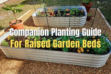 Companion Planting Chart For Raised Garden Beds | VEGEGA Companion Planting Chart Raised Beds, Filling Raised Garden Beds, Garden Planting Guide, Vegetable Garden Plans, Raised Bed Vegetable Garden, Planting Chart, Companion Planting Guide, Companion Planting Chart, Garden Ideas Plants