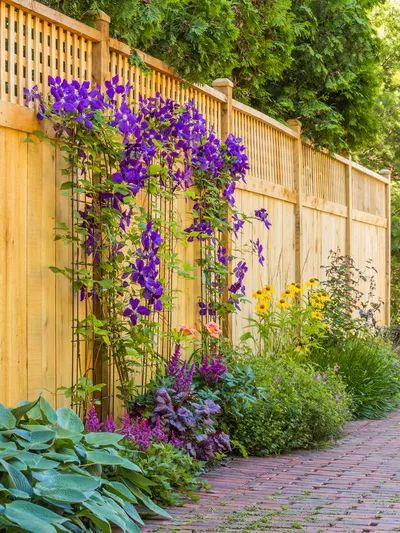 8 Privacy Fence Ideas for Yards of All Sizes Wooden Fence Decorating Ideas, Privacy Hedges Fast Growing, Diy Privacy Fence, Wire Trellis, Vinyl Fences, Privacy Fence Ideas, Purple Clematis, Brick Path, Wood Fences