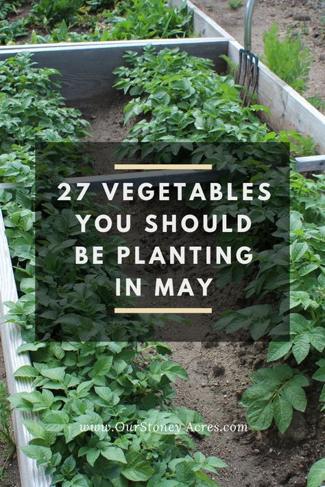 May Planting Guide - 27 crops to plant this month - Our Stoney Acres Summer Vegetable Garden, Growing Green Beans, Summer Gardening, Vegetables Garden, Planting Guide, When To Plant, Fall Vegetables, Summer Harvest, Organic Vegetable Garden