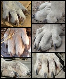 Canine Paws Reference, Dog Paw Anatomy, Wolf Paw Reference, Dog Paws Reference, Dog Paw Reference, Wolf Anatomy Reference, Wolf Paw Drawing, Werewolf Paws, Paws Reference