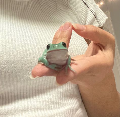 Dumpy Tree Frog, Frog Terrarium, Whites Tree Frog, Amazing Frog, Green Tree Frog, Pet Frogs, Frog Stuff, Small Frog, Baby Frog