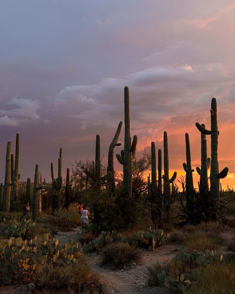 Got my mind on the desert and the desert on my mind 🌵🏜️☀️ #tucson #az #arizona #sabinocanyon #visittucson #visitarizona #desert #summervibes #viewsinarizona Hiking Arizona Aesthetic, Arizona Vision Board, Desert Boho Aesthetic, Tuscon Arizona Aesthetic, Tucson Arizona Aesthetic, Sedona Arizona Travel, Arizona Aesthetic, Cowgirl Era, Tempe Town Lake