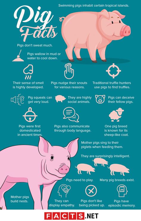 Mini Pig Care, Pet Pig Care, Agriculture Facts, Pig Facts, Hog Farm, Show Pigs, Animal Infographic, Pig Showing, Pig Breeds