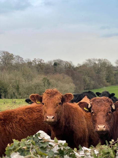 Welsh Countryside Aesthetic, Welsh Aesthetic, Wales Countryside, Wales Country, Northern Attitude, Welsh Countryside, Farm Women, Runner Ducks, God Save The King