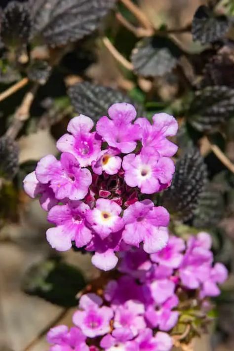 Elevate your container gardening game with lantana, a versatile and colorful plant that thrives in pots. This article provides a comprehensive guide to growing lantana in containers, covering everything from choosing the right pot to ensuring proper sunlight and watering. Learn how to nurture your lantana plants to full bloom, adding a splash of color to your patio, balcony, or garden with these resilient and beautiful flowers. Lantana In Pots, Lantana Bush, Lantana Plant, Lantana Camara, Colorful Plant, Overwintering, Patio Balcony, Banana Tree, Colorful Plants