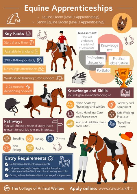 Horse Infographic, Horse Terminology, Equine Studies, Equine Science, Equine Veterinary, Horse Lessons, Job Titles, Equine Care, Healthy Horses