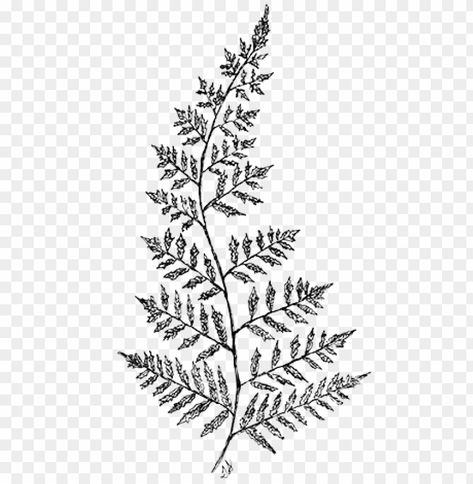 Fern Drawing, Drawing Transparent, Fern Tree, Tree Drawing Simple, Fern Plant, Drawing Simple, Plant Drawing, Tree Drawing, Ink Art