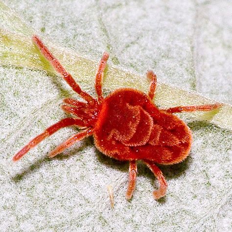 Clover Mites, Garden Diy Decor, Red Animals, Organic Pesticide, Diy Pest Control, Organic Pest Control, Japanese Beetles, Spider Mites, Greenhouse Plants