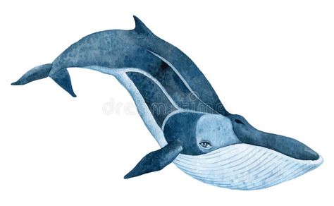 Fin whale. Hand drawn watercolor illustration #Sponsored , #Ad, #AFFILIATE, #whale, #illustration, #watercolor, #Fin