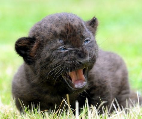 A 3-week-old panther cub hisses in its enclosure at the zoo in Bad Pyrmont, Germany. Panther Cub, Baby Panther, Animal Tracks, Black Panthers, Majestic Animals, Cat Stuff, Hyena, Grumpy Cat