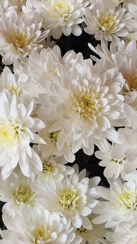 White Chrysanthemum Flower Aesthetic, Chrysanthemum Flower Aesthetic, White Chrysanthemum Flower, Bright Red Flowers, Spider Mums, White Chrysanthemum, Mums Flowers, Quiet Elegance, Flowers For Sale