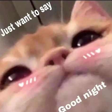 Cats | Kittens | Pets on Instagram: “good night I guess :€ Follow @mycatsardor @megameowpage for daily cats dose🙌🏻 . ➖ #catsonly #catsruletheworld #catsmeow #catsarepawsome…” Mood Pics Animals, Good Night Cat Images, Cat Mood Pics, Gn Cat, Good Night Meme, Good Night Cat, Wholesome Pictures, Cute Cat Memes, Cute Good Night