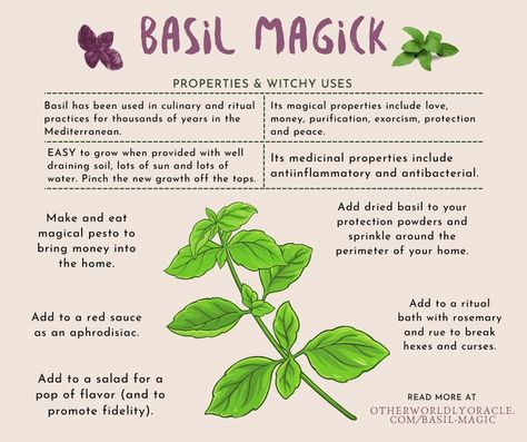 Basil Magic, Ways To Use Basil, Basil Tea, Easy Herbs To Grow, Witches Garden, Basil Herb, Dried Basil Leaves, Magickal Herbs, Witch Herbs