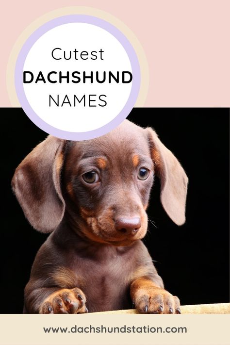 Dachshund Names, Dog Names Unique, Dachshund Puppy Training, Daschund Puppies, Puppies Dachshund, Miniature Dachshund Puppies, Dachshund Training, Puppy Find, Names Boy