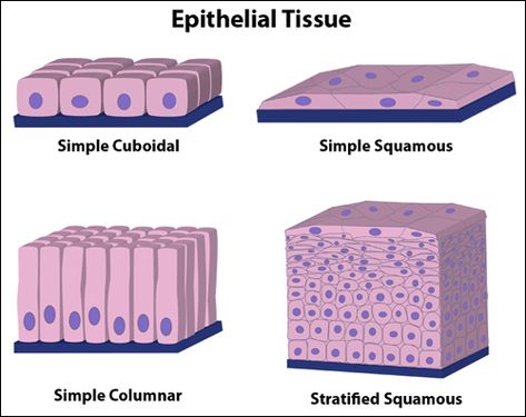 "Epithelial tissue is composed of tightly connected cells arranged in one or more layers. Epithelial tissues covers the whole surface of the body (it's your skin!) as well as lining all cavities and forming glands. Epithelial tissues as many functions including protection, sensation, diffusion, secretion, absorption and excretion."  http://www.hartnell.edu/tutorials/biology/tissues.html Epithelial Tissue, Nursing School Prep, Tissue Biology, Integumentary System, Tissue Types, High School Biology, Human Anatomy And Physiology, Biology Notes, Medical Anatomy